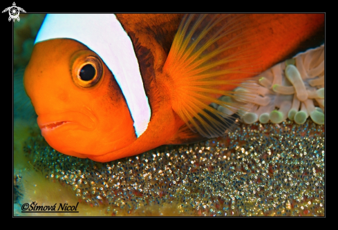 A Nemo family