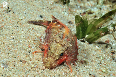 A sea robin