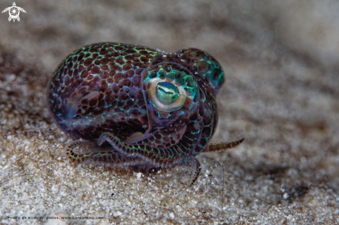 A Euprymna tasmanica | Boptail squid