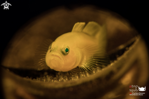 A Yellow goby