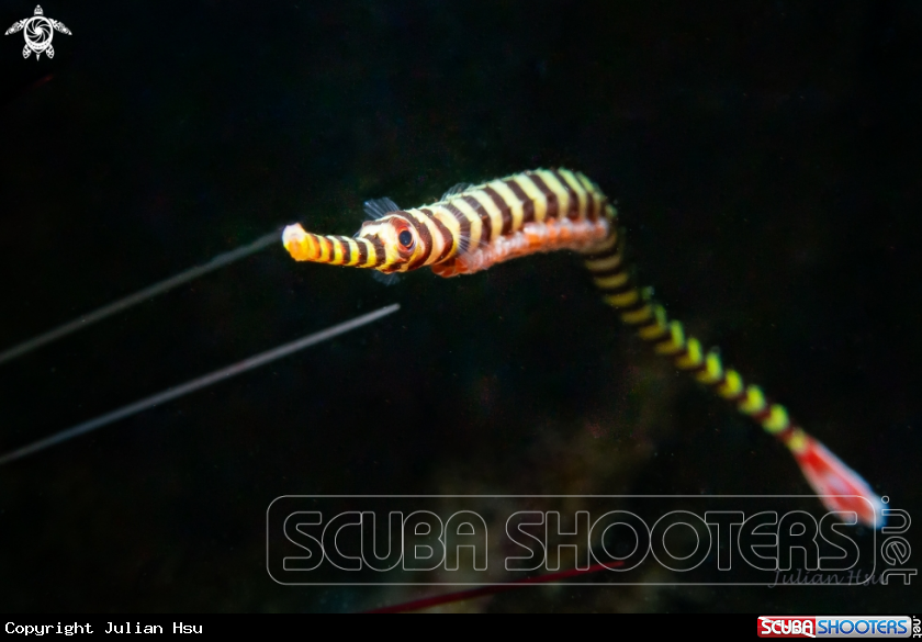 A Banded pipefish