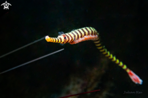 A Banded pipefish