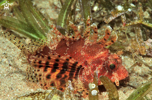 A lion fish