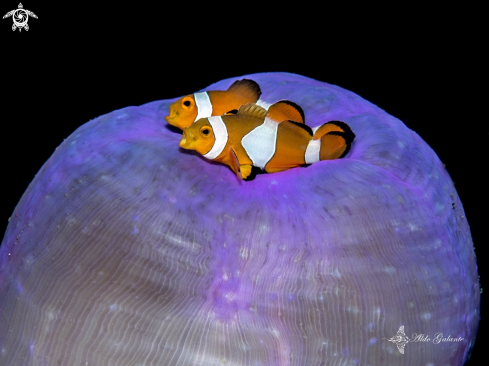 A Clownfish