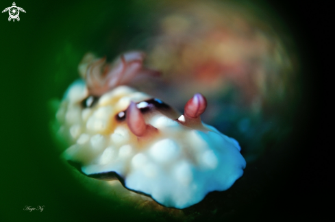 A Chromodoris hintuaensis.