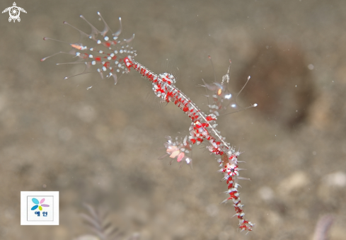 A ghost pipefish