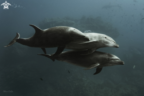 A Bottlenose Dolphin