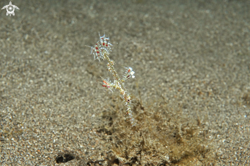 A ghost pipefish