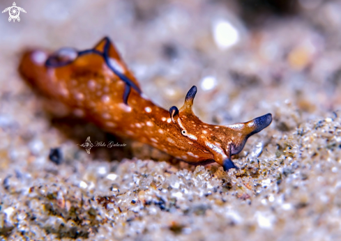 A Aplysia parvula Mörch, 1863 | Aplysia Nudibranch