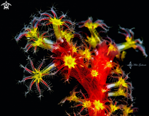 A Soft Coral