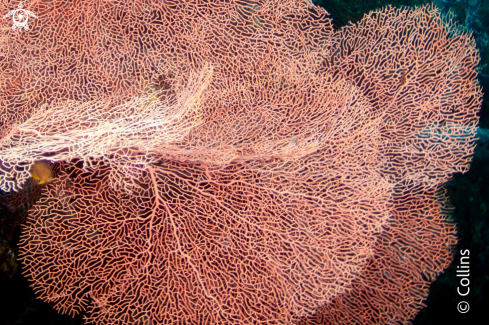 A Sea Fan