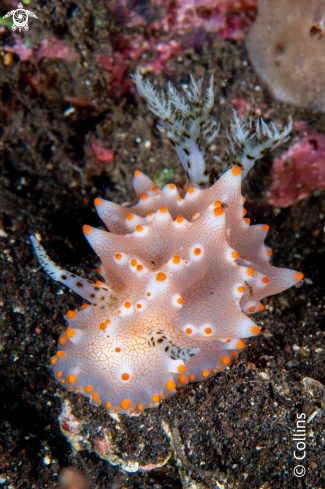 A Batangas halgerda | Very cool sea slug