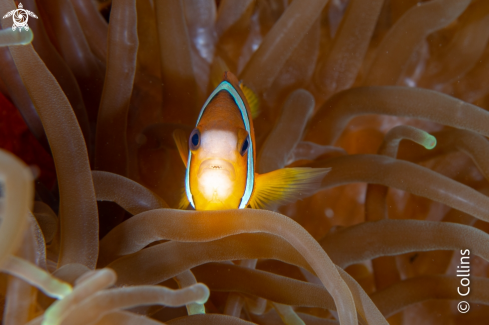 A Clark's Anemonefish