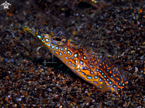 A Trichonotus setiger (Bloch & Schneider, 18019 | Eal