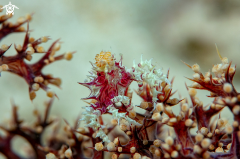 A Hoplophrys oatesi | Candy crab