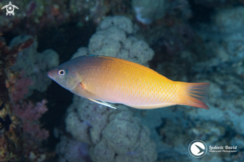 A Twotone Wrasse