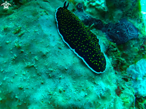 A YELLOW SPOTTED SEA SLUG