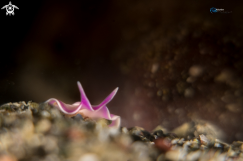 A Pink flatworm