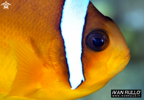 A CLOWNFISH