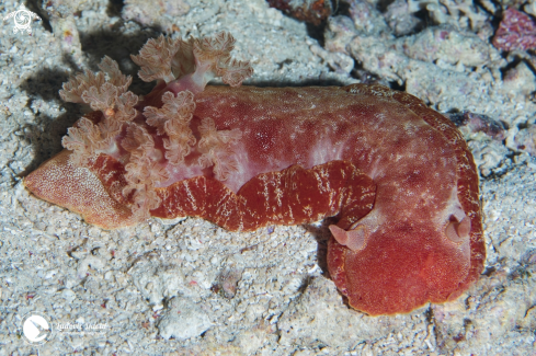 A Hexabranchus sanguineus | Spanish Dancer