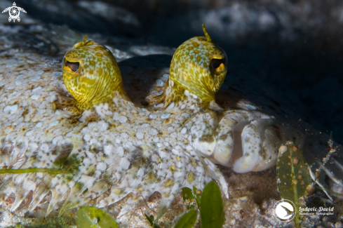 A Bothus pantherinus | Leopard Flounder