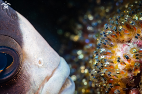 A Anemonefish and eggs