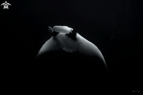 A Mobula Birostris | Giant Oceanic Manta 