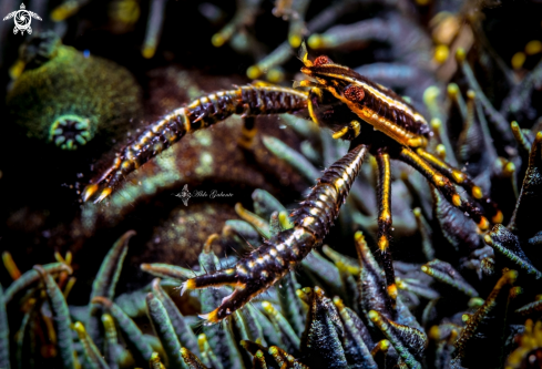 A Crinoid Squat Lobster