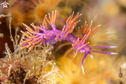 A Flabellina ischitana