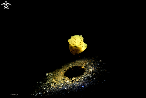 A Unidentified Boxfish