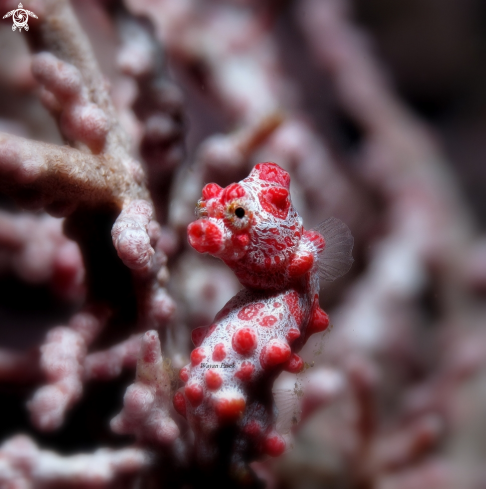 A Hippocampus Bargibanti  | Bargibanti pygmy seahorse