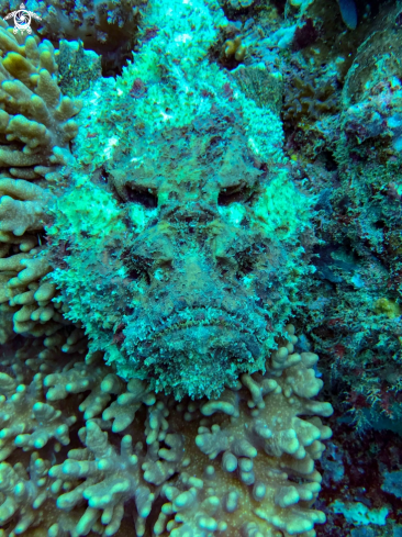 A stonefish