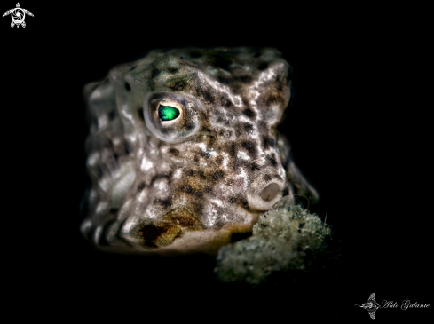 A Ostracion rhinorhynchos (Bleeker, 1851) | Boxfish