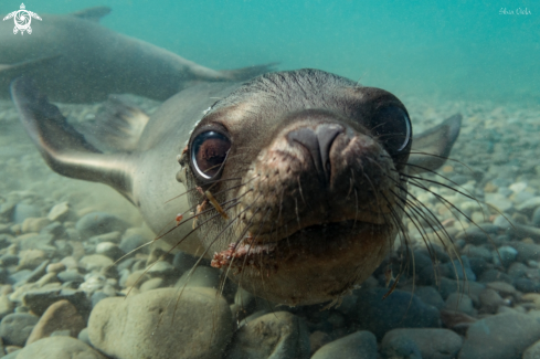 A Zalophus californianus | California Sea Lion 