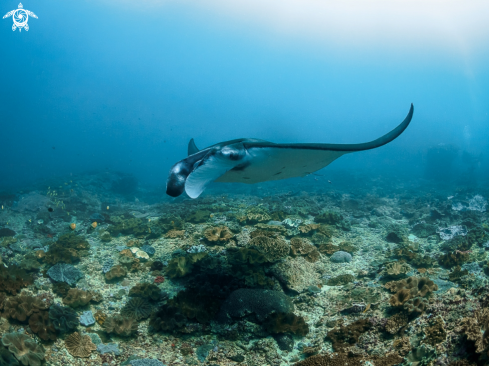 A Mobula alfredi | Manta Ray