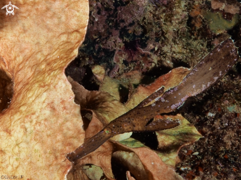 A Solenostomus cyanopterus  | Ghost pipefish 