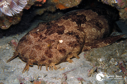 A Indonesian Wobbegong