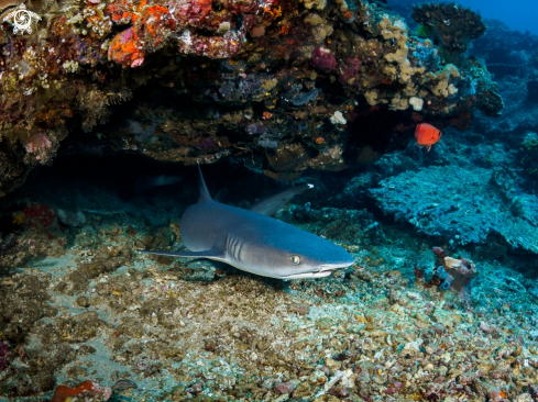 A Whitetip Reef Shark