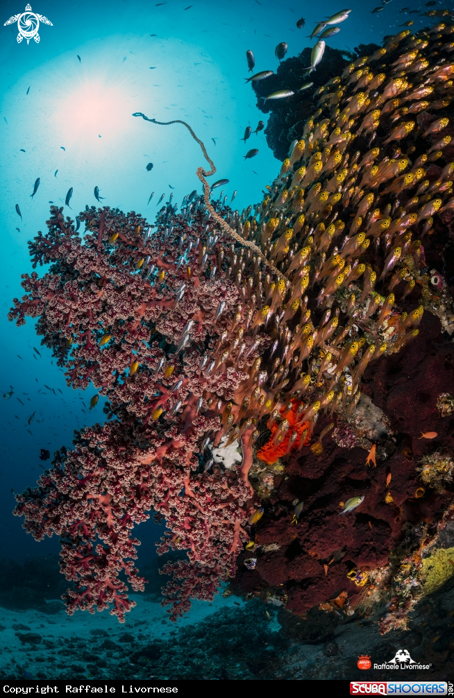 A Reef and glassfishes