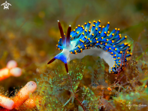 A Trinchesia sp. | Trinchesia Sea Slug