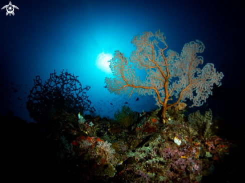 A Gorgonian