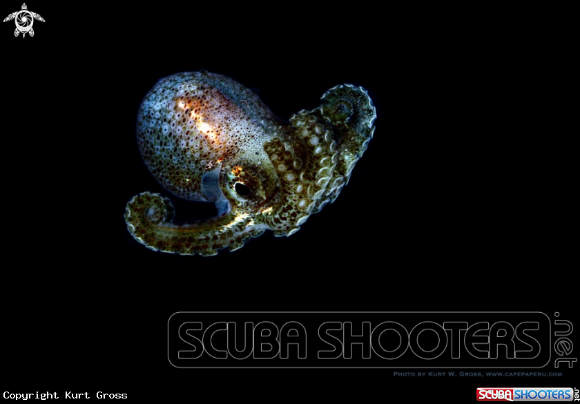 A Octopus Paralaeve