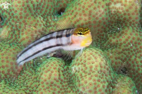 A Escenius bathi | Bath's Blenny