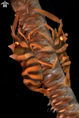 A Zanzibar Whip Coral Shrimp 