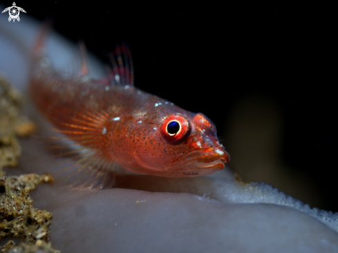 A Goby