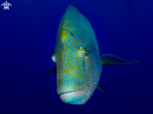 A Humphead wrasse