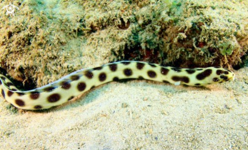A Myrichthys maculosus | Ocellated Snake Eel