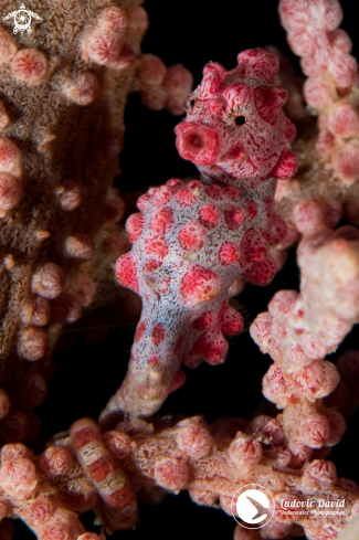 A Hippocampus bargibanti | Pygmy Seahorse