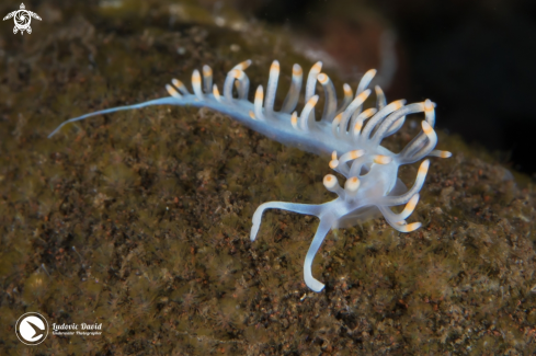 A Bicolor Flabellina Nudibranch