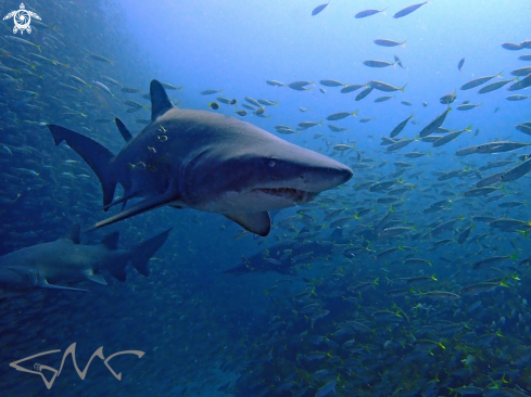 A Carcharias taurus | Grey Nurse Shark